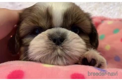 成約済の東京都のシーズー-203819の2枚目